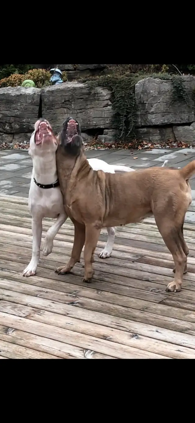 Argentino X Corso Puppies Have Arrived!!!!! in Dogs & Puppies for Rehoming in Barrie - Image 8