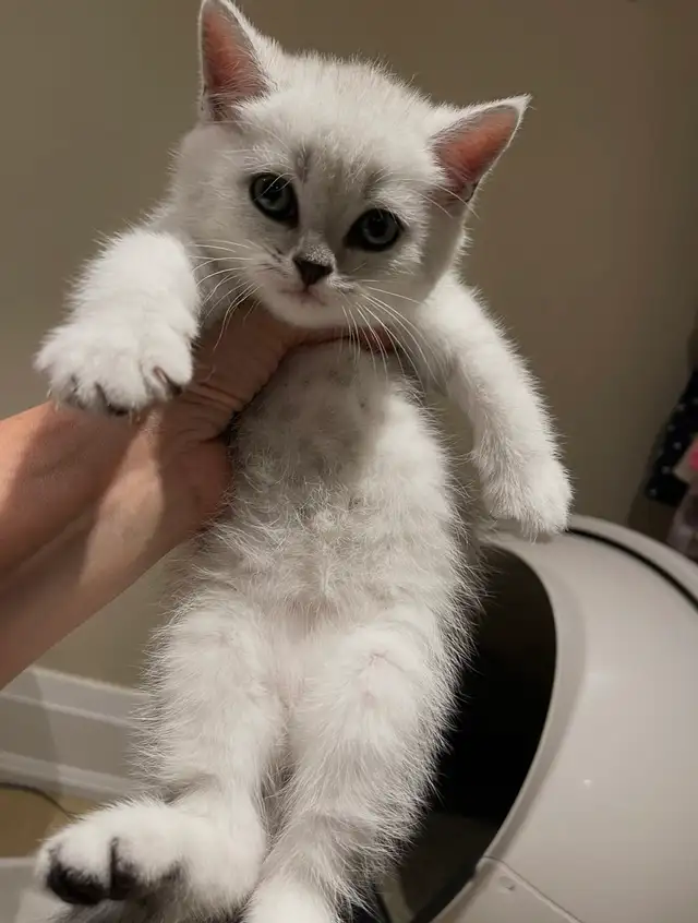 ❤️❤️Cute Purebred British/Scottish shorthair kittens in Cats & Kittens for Rehoming in City of Toronto - Image 4