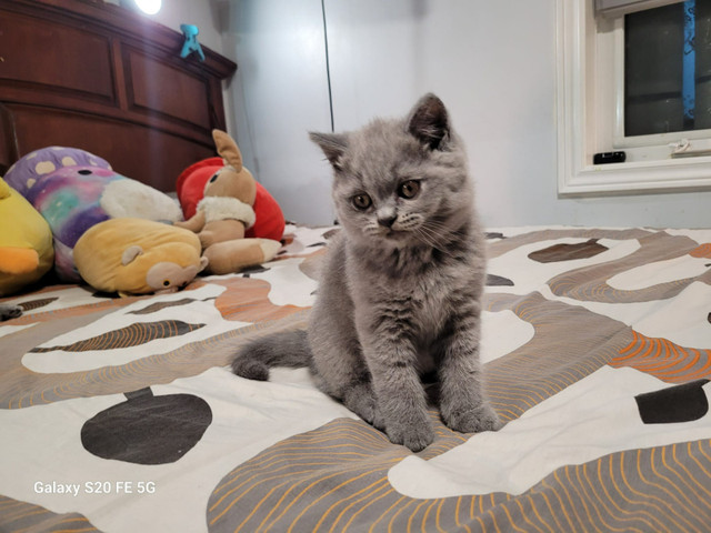 British Shorthair Kitten For Sale-Male in Cats & Kittens for Rehoming in Mississauga / Peel Region - Image 2