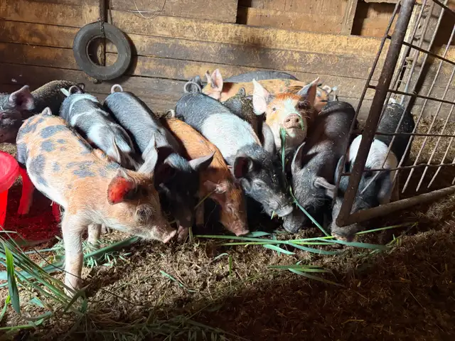 bacon seeds in Livestock in Red Deer - Image 6