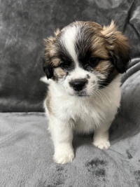 Pom shih/Shiranian Puppies