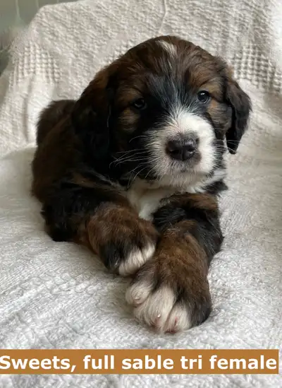 F1  tri colour hypoallergenic Bernedoodle due May, View more