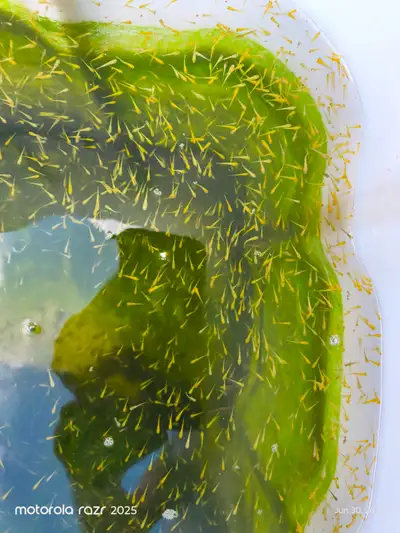 1 wk old koi fish babies. Attempt to create yellow/gold  corn, View more