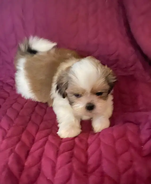 Shih tzu puppies 3 males left  born on February 3 in Dogs & Puppies for Rehoming in Norfolk County - Image 4