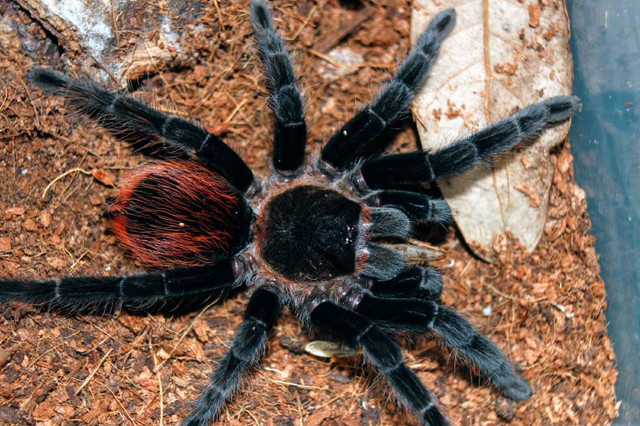 PRICE DROP - multiple tarantulas available in Other Pets for Rehoming in Calgary - Image 3