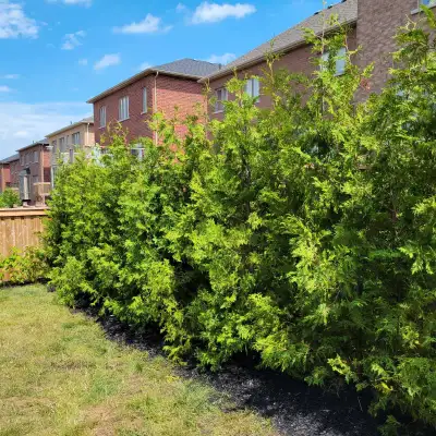 Cedar Hedge Planting and Delivery , View more