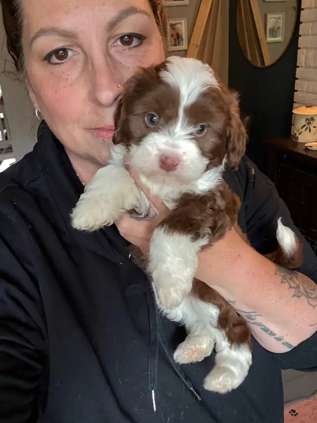 Mini sheepadoodles and mini aussiedoodles. in Dogs & Puppies for Rehoming in Edmonton - Image 4