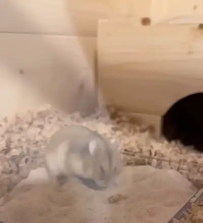 Dwarf Hamster for Rehoming , View more