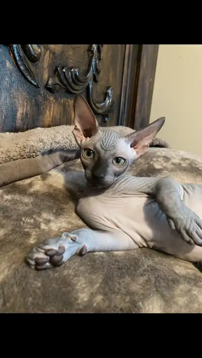 Chatons sphynx stérilisées prêt à partir, View more