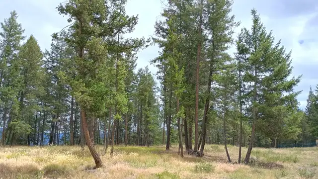 Princeton BC 1.999 Acres Land for Sale by Owner in Land for Sale in Penticton - Image 6