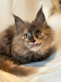 Two beautiful female Maine coon kittens with pedigree $2500