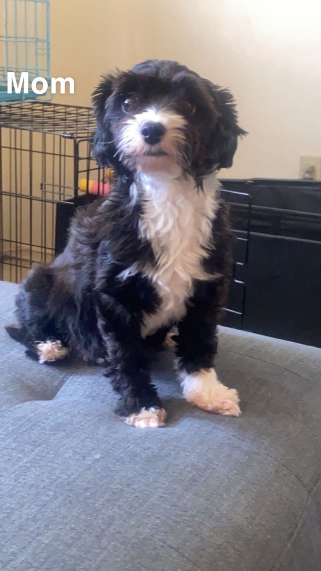 Toy poodle/ mini poodle puppies for sale Dogs & Puppies for Rehoming