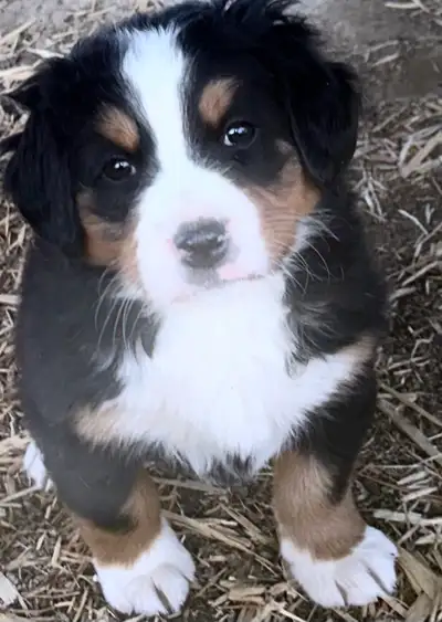 Bernese Mountain Dog Puppies F/M, View more