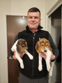 Purebred Beagles puppies