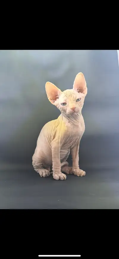 Sphynx Kittens For Rehoming, View more