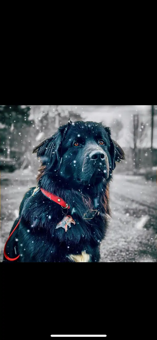 Chiots Terre-Neuve in Dogs & Puppies for Rehoming in City of Montréal - Image 9