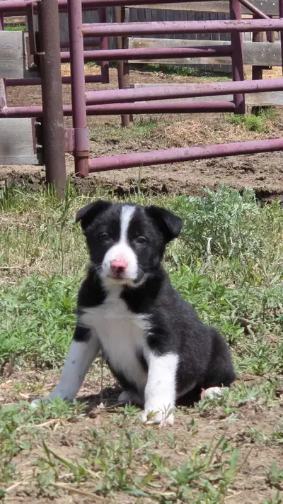 Gorgeous beautiful purebred border collie puppy 1 male left Very playful already will love kids to p...