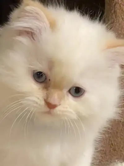 Chatons himalayens pure race, View more