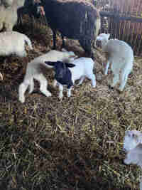Ram lambs  and some ewe lambs available 