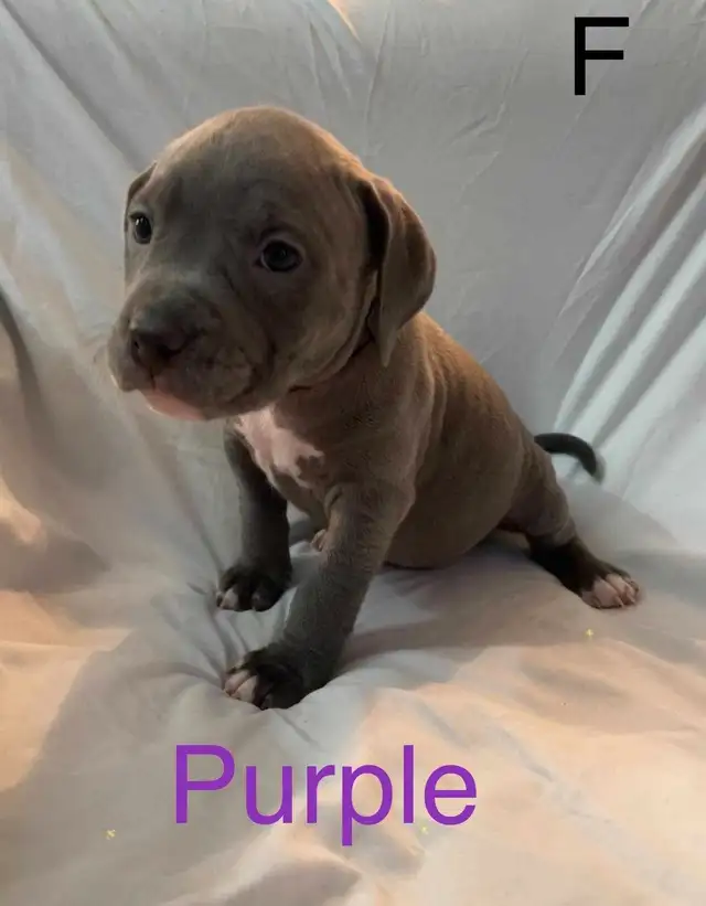 Purebred Puppies in Dogs & Puppies for Rehoming in Ottawa - Image 9