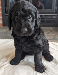 Ready to Go May Long! Moyen Labradoodle Puppies