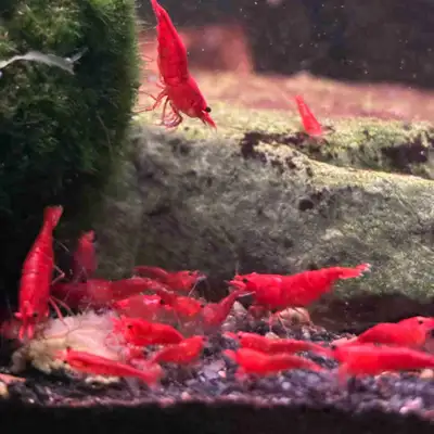 Fire Red Neocaradina Shrimp, View more
