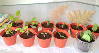  Petites plantes à vendre , View more