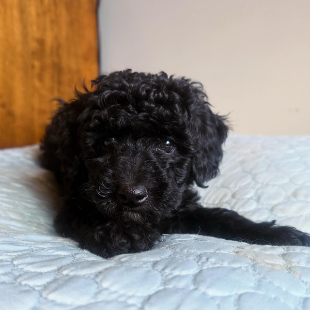 Miniature Goldendoodle Puppies Available! in Dogs & Puppies for Rehoming in Edmonton - Image 3