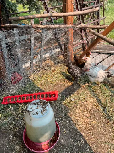 Rhode Island Red and Barred Rock and White Sussex crossed with Aracana Rooster. Possibly blue eggers...