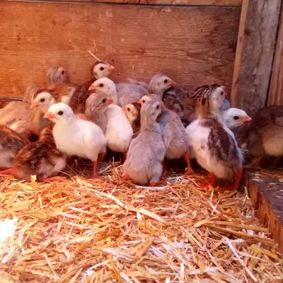Guinea Fowl Keets, View more