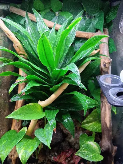 Bébé gecko à crête + terrarium bioactif tout équipé, View more