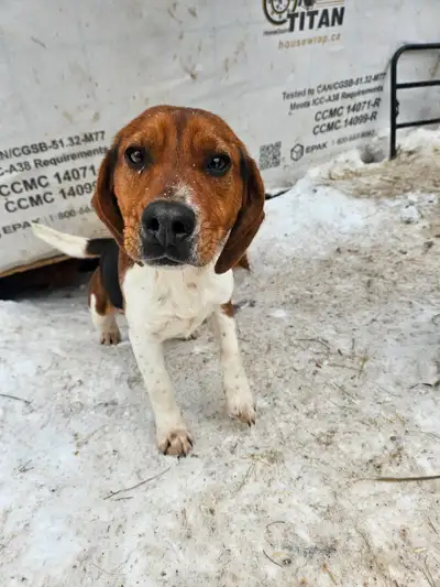 2 year old male beagle Casper, View more