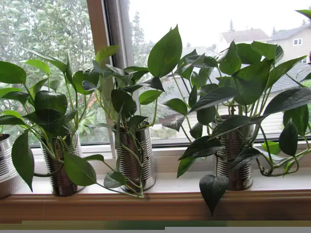 Beautiful Golden Pothos and Hawaiian Pothos flower mix in a 680m in Other in Calgary - Image 9