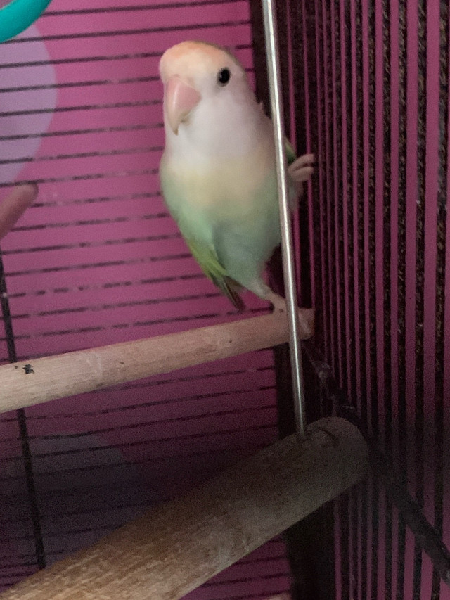 Paire d’inséparables (URGENT) dans Oiseaux à adopter  à Laval/Rive Nord - Image 2
