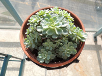 Succulent Echeveria Minima Family