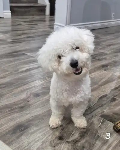 Bichon Frise puppies , View more