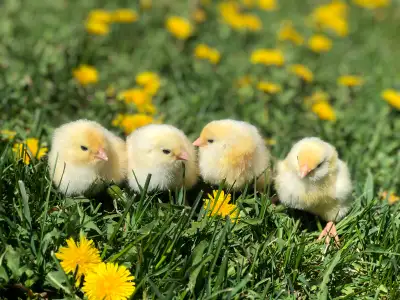 Pure Wheaten Ameraucana Chicks from SOP quality parent stock We have been breeding Ameraucana chicke...