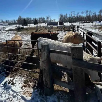 Bulls for sale, View more