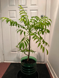 June Plum Tree (Grafted) 3' 4" H