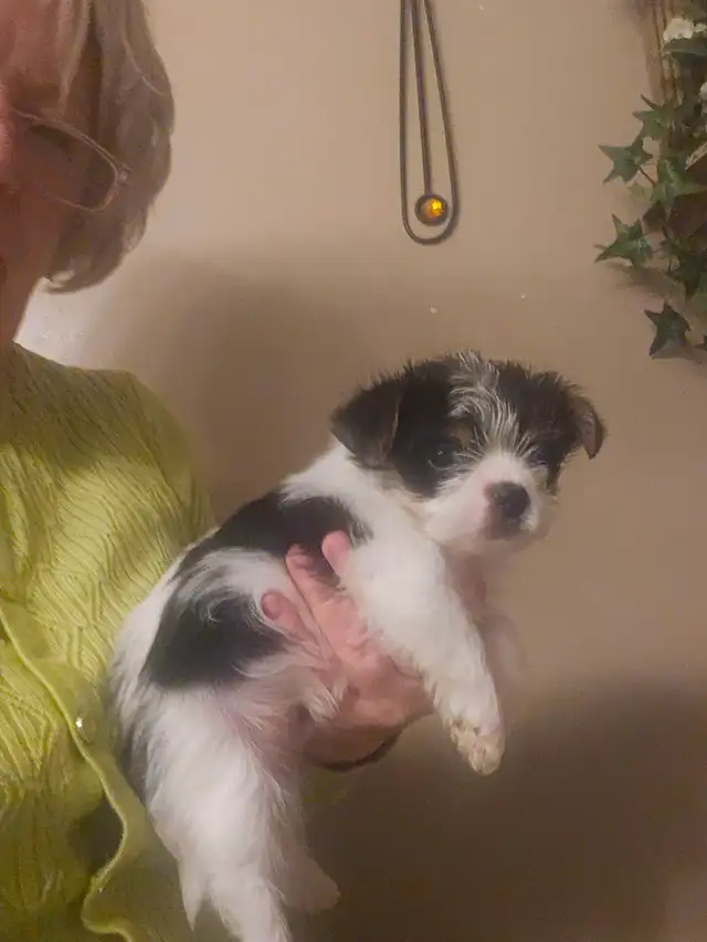 MALE YORKIE PUPPY in Dogs & Puppies for Rehoming in Belleville - Image 10