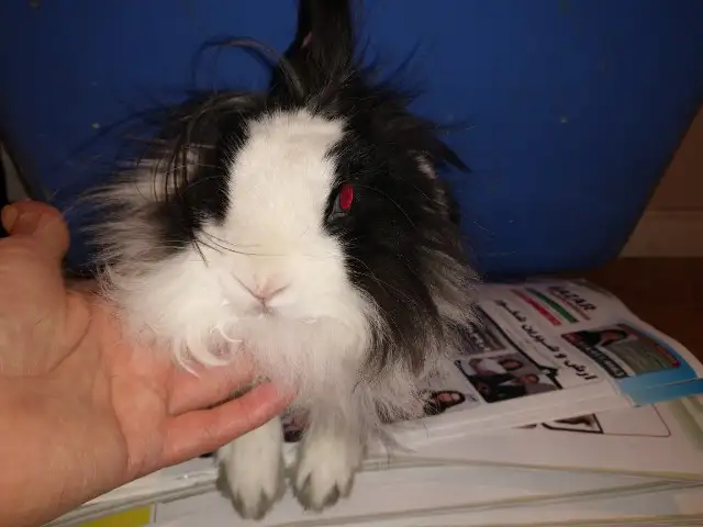 EXTRAORDINARY Netherland dwarf, Holland lop, mini rex, lionhead in Small Animals for Rehoming in Thunder Bay - Image 9