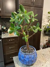 Mature Jade tree in new ceramic pot