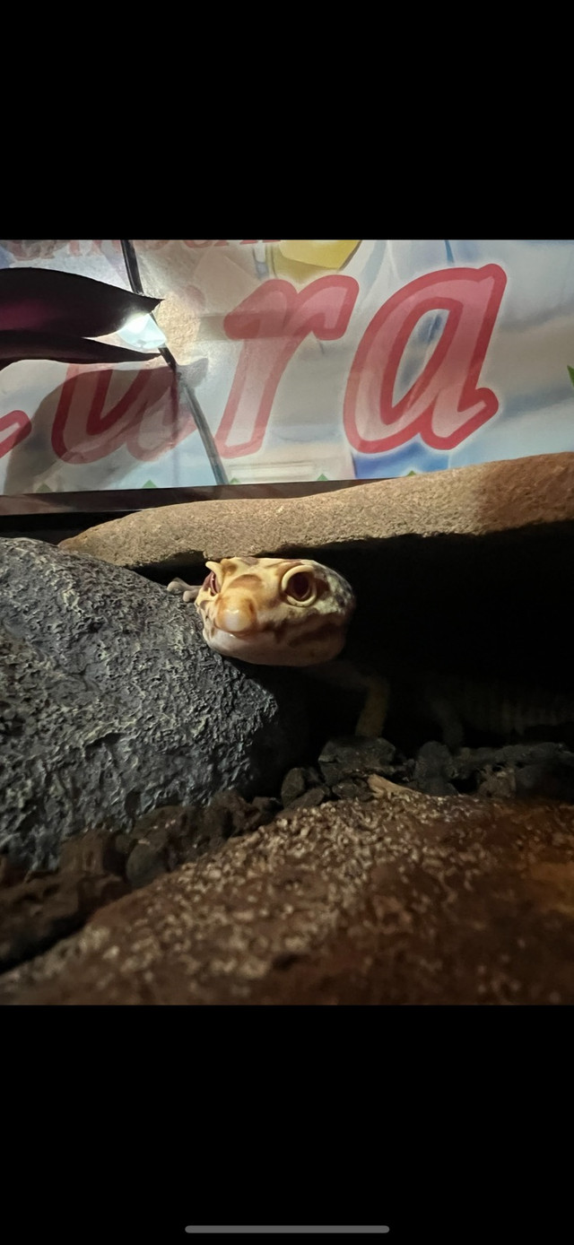 Female leopard gecko+setup in Reptiles & Amphibians for Rehoming in Edmonton - Image 2