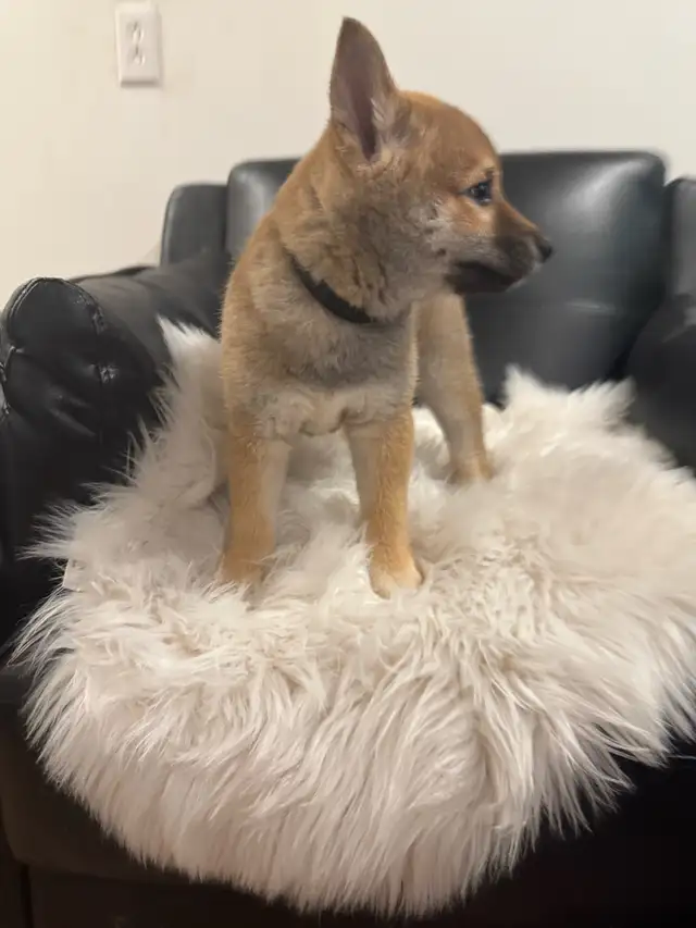 Shiba inu pure race pur bred in Dogs & Puppies for Rehoming in City of Montréal - Image 5