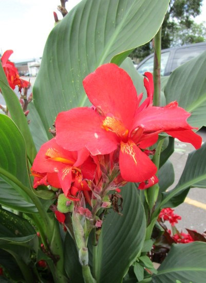 Canna Lily Seeds - Yellow- Red- Rose-Pink in Plants, Fertilizer & Soil in Hamilton - Image 2