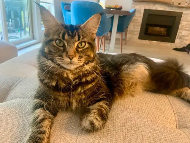 Maine Coon (European &amp; Champion Line) Smoke &amp; Tiger Kittens