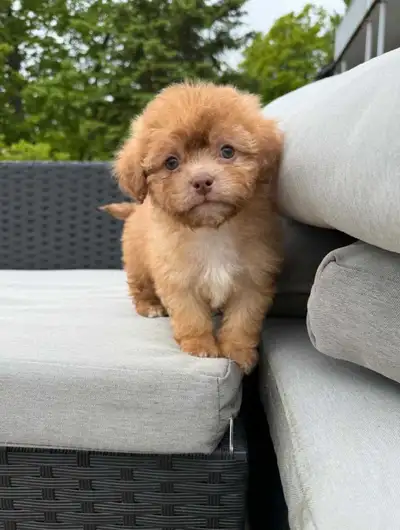 1- VACCINATED 2- DEWORMED 3- MICEOCHIPPED Hi everyone! Meet boy Carlos, he is a mix of Toy Poodle an...