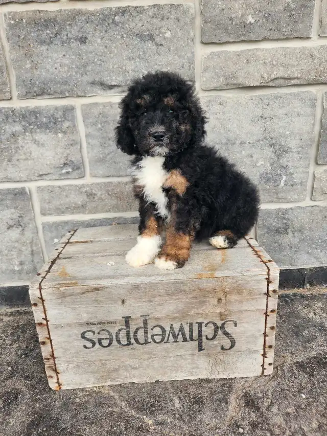 mini Bernedoodle in Dogs & Puppies for Rehoming in Stratford - Image 3