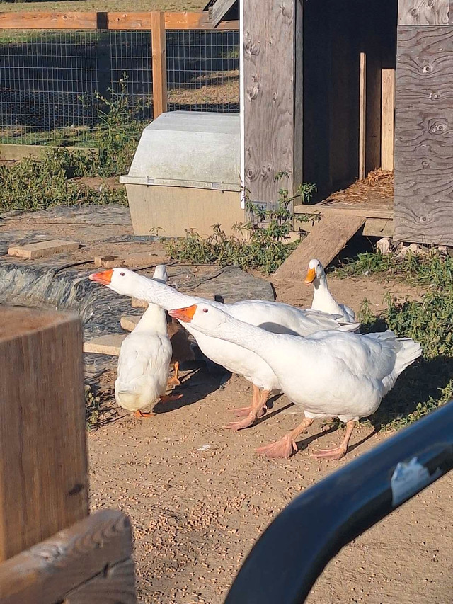 2 geese ,2 ducks  in Livestock in Leamington - Image 2