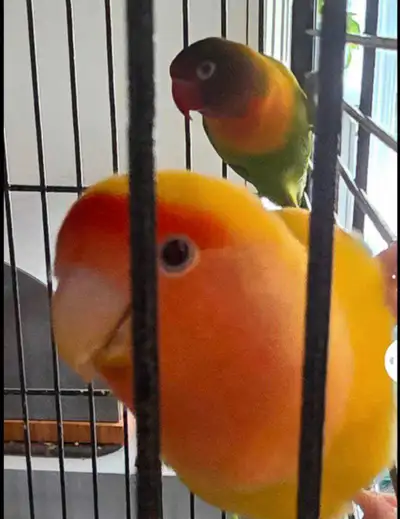 200$ couple inséparables, cage + acc., View more